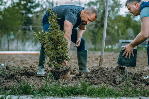 Reliable Georgetown, CT Tree Services Solutions