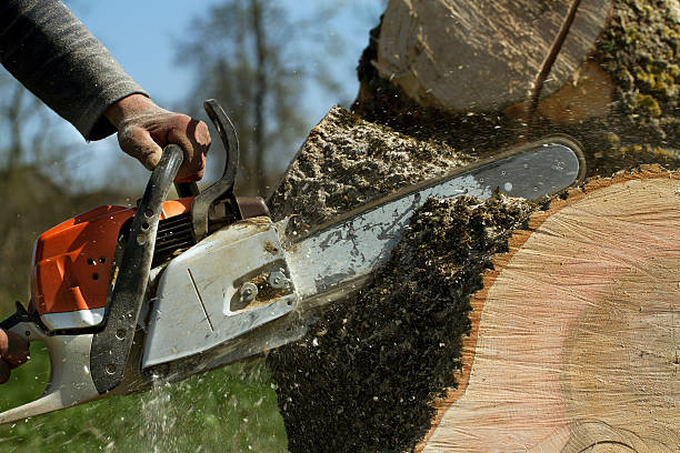 How Our Tree Care Process Works  in  Georgetown, CT